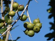 Macadamia